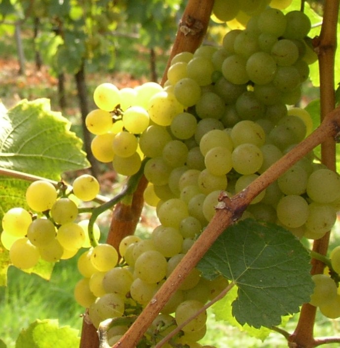 Weiße Trauben am Rebstock — Weingut Kiefer Ortenberg